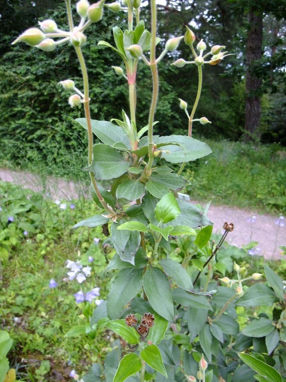 Cistus vavřínolistý 14