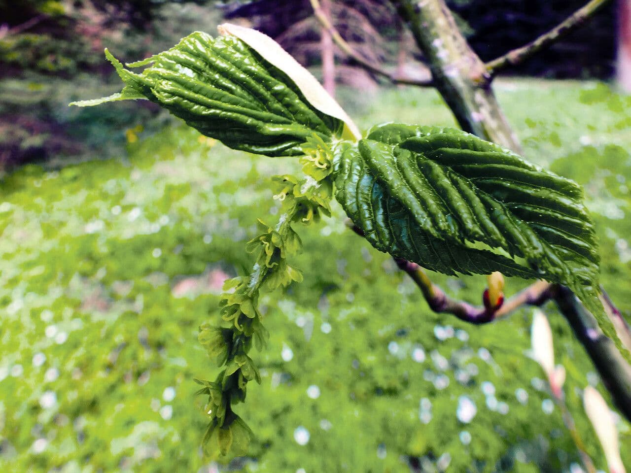 Striped maple 9