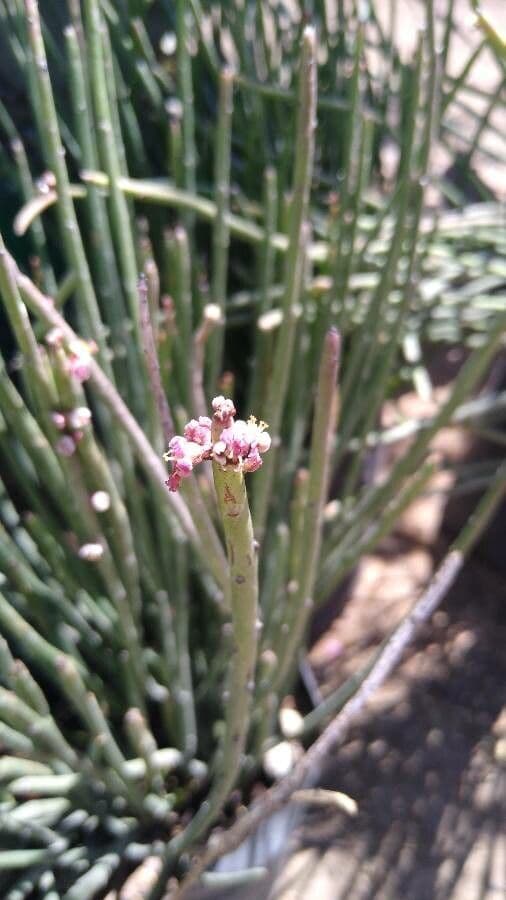 Euphorbia antisyphilitica 3