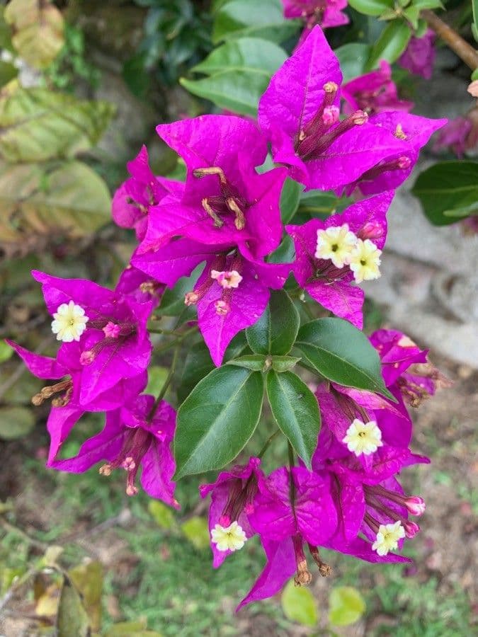 Bugenvilea 2