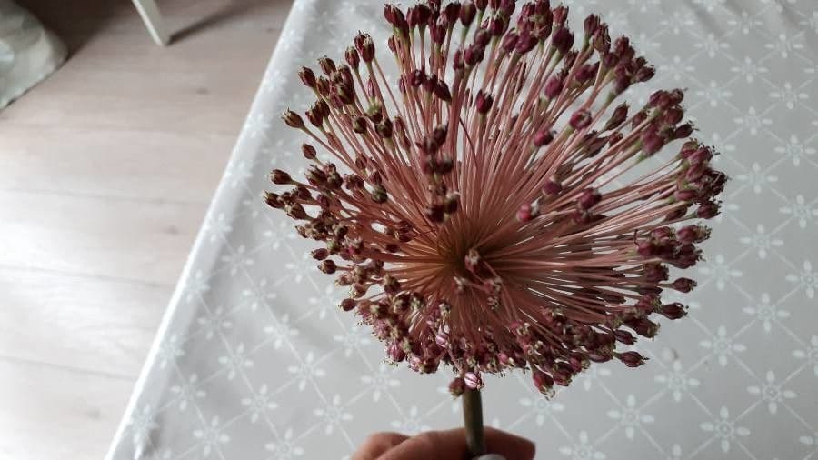 Aglio 3