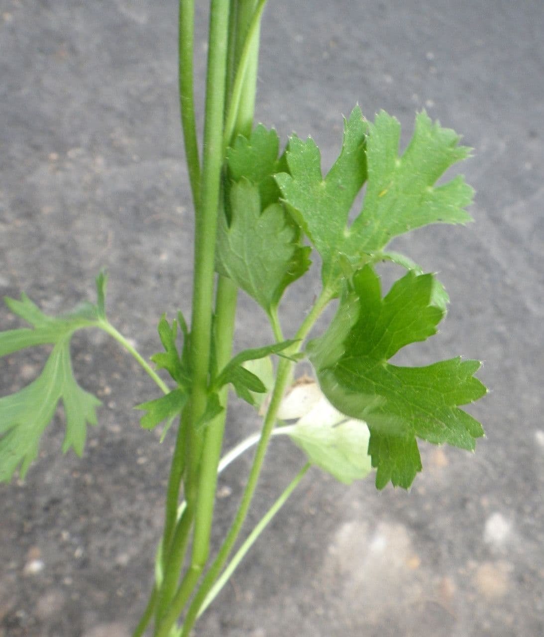 Ranuncolo macrophyllus 13