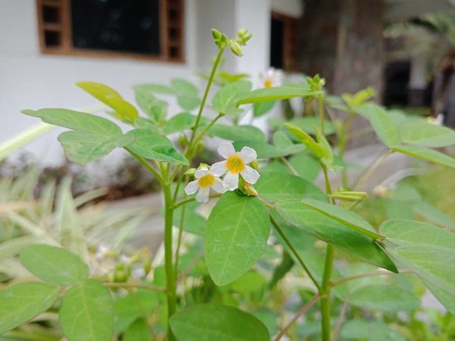 Acetosa di Barrelier 8