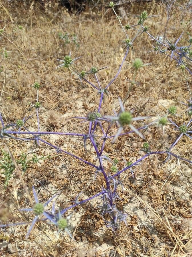 Panicaut crétois 8