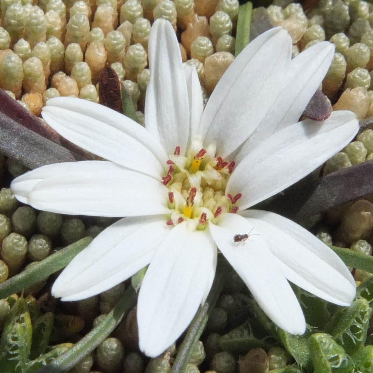 Werneria