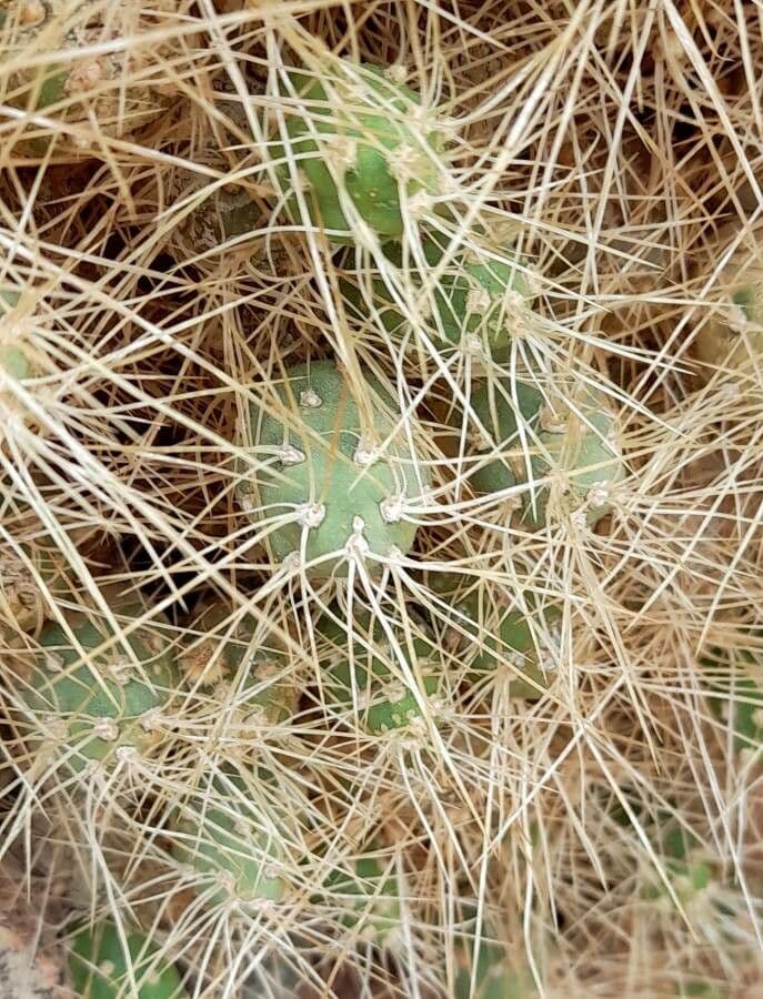 Cumulopuntia boliviana 15