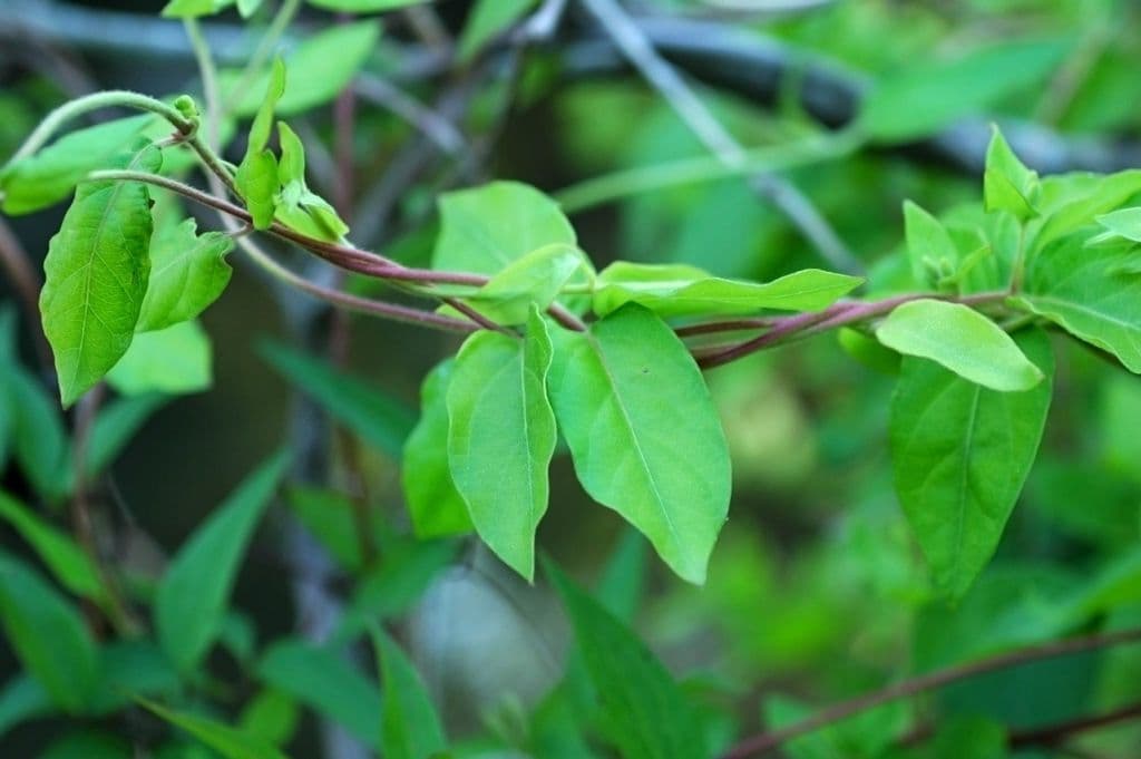 Clematide riccia 14