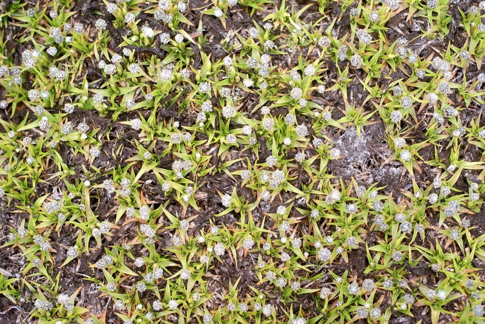 Eriocaulon 2