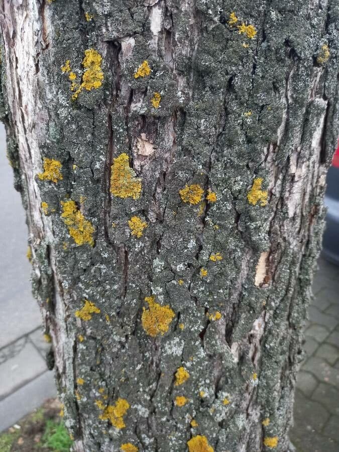 Baumhasel 25