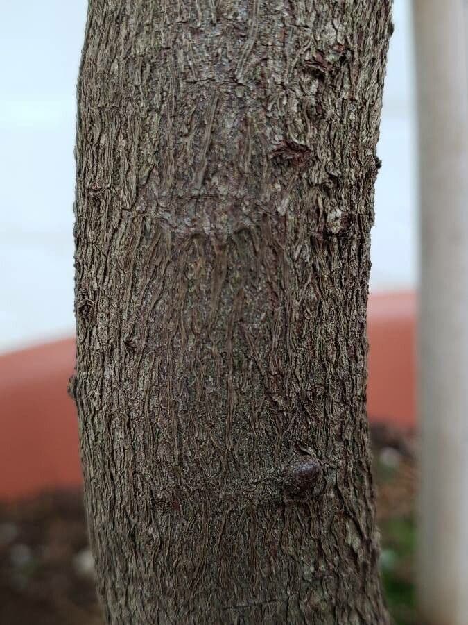 Podocarpus 5