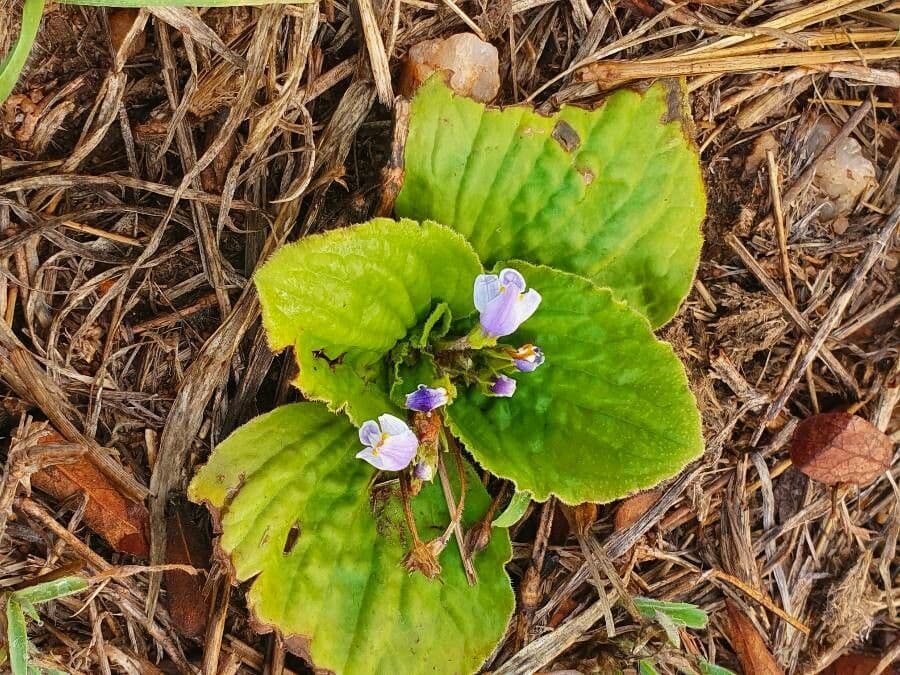 Craterostigma 6