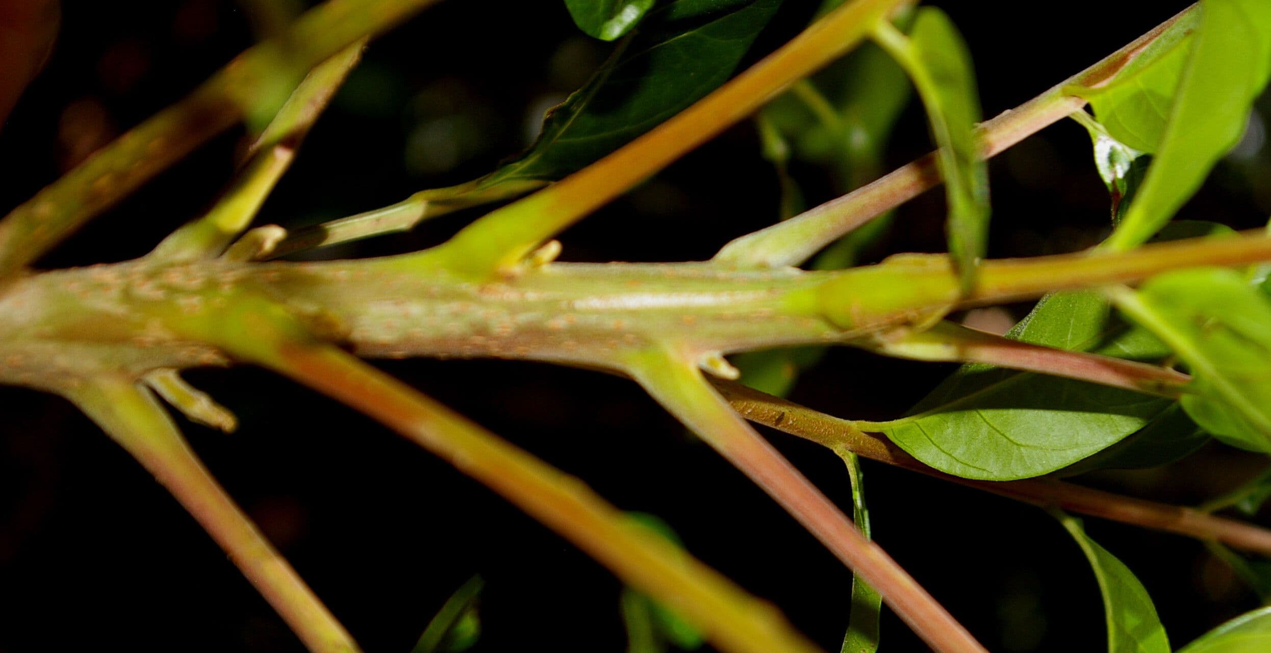 Mosquitoxylum 16