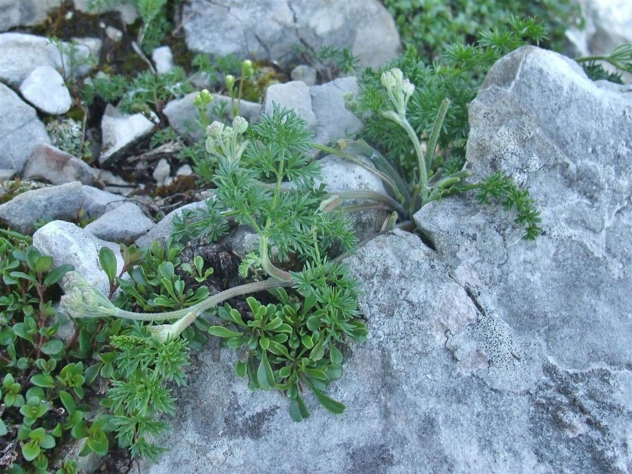 Athamanta cretensis 15