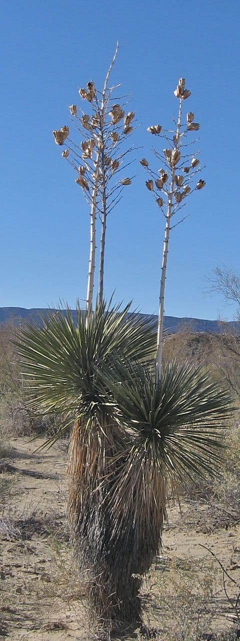 Yucca alta 9