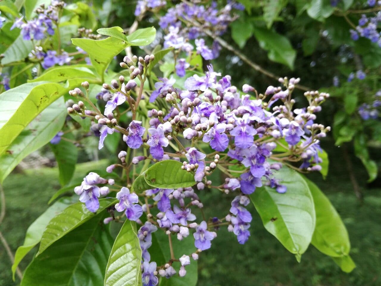 Vitex 9