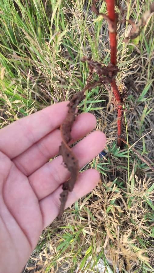 Rumex pseudonatronatus 4