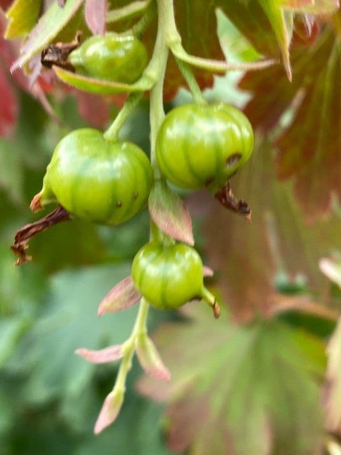 Ribes aureo 2
