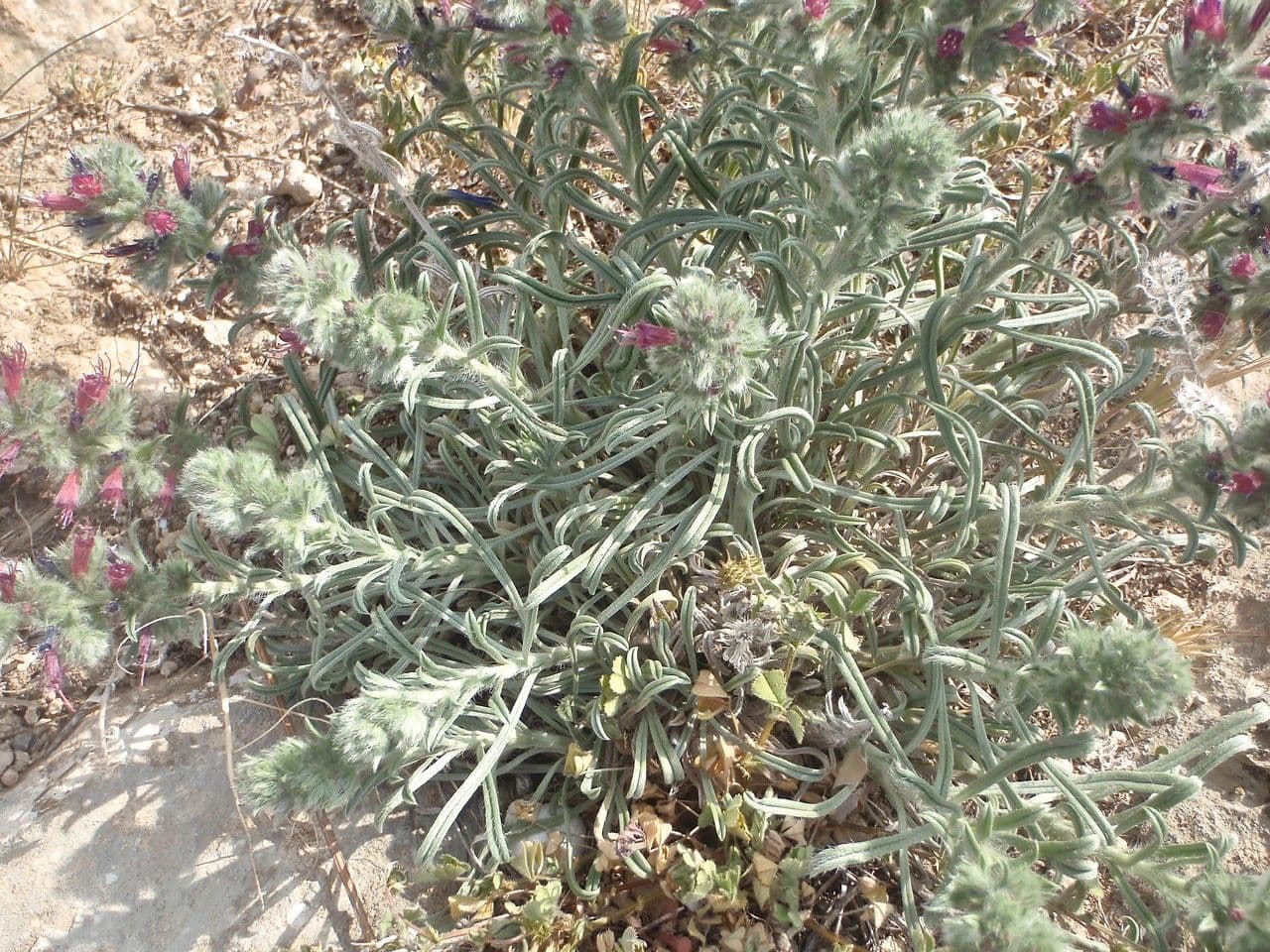 Echium humile 9