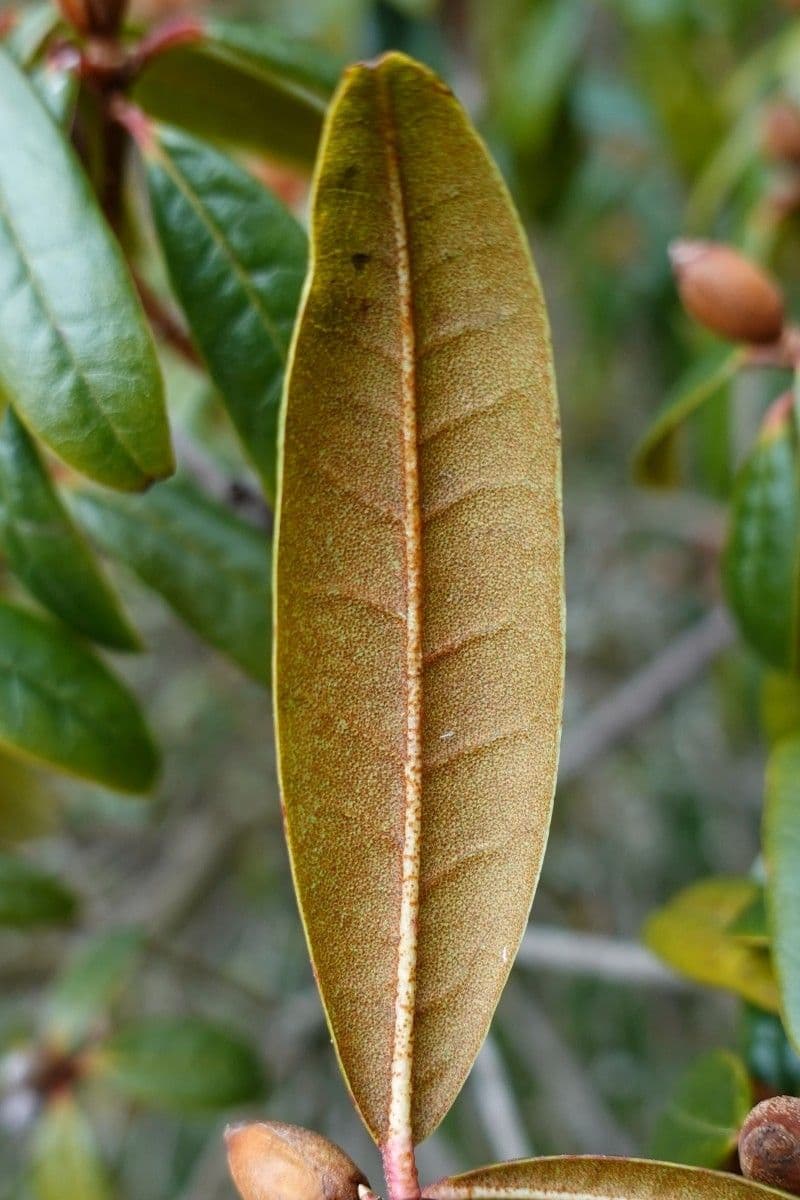 Rododendro 8