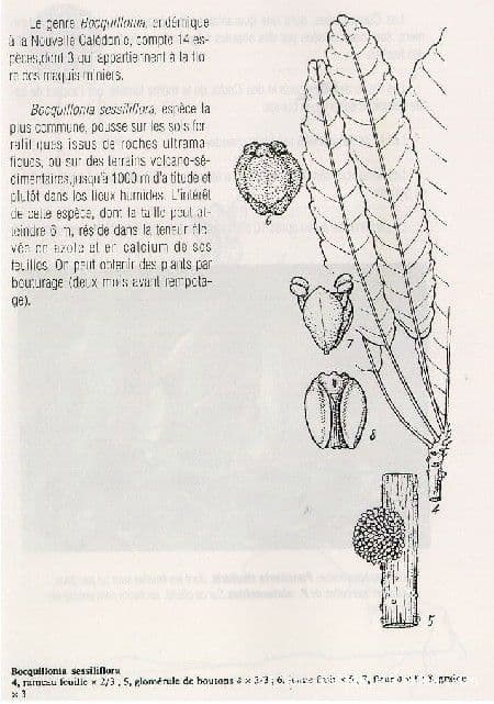 Bocquillonia 16