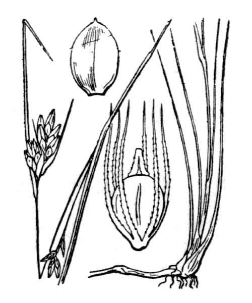 Rincoespora parda 23