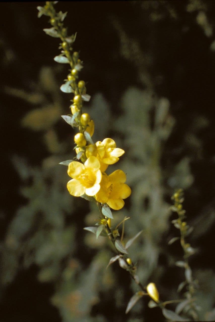 Aureolaria 4