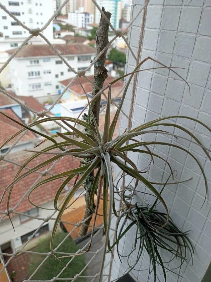 Tillandsia 4