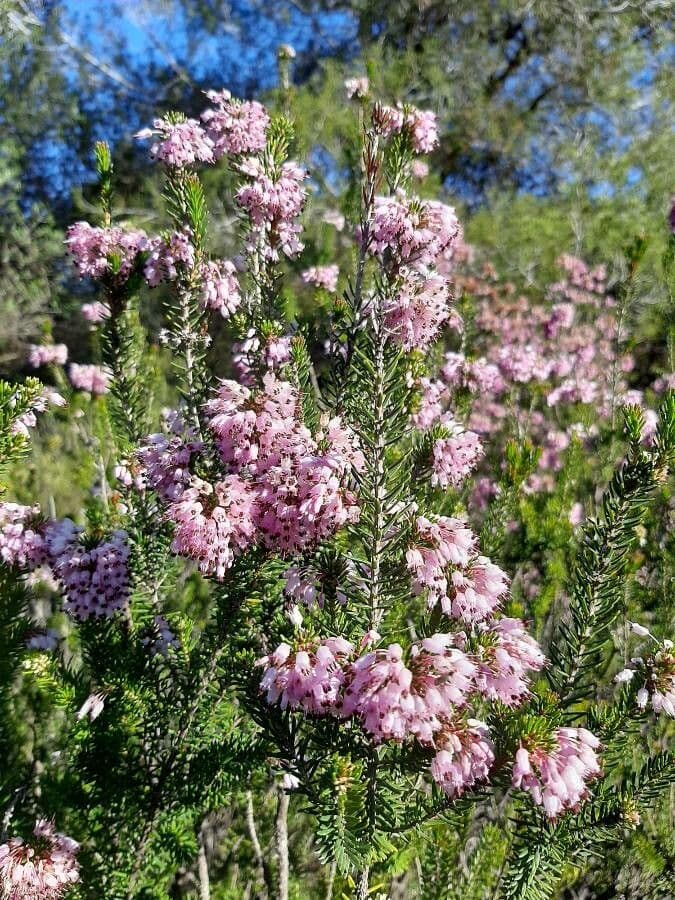 Erica multiflora 9
