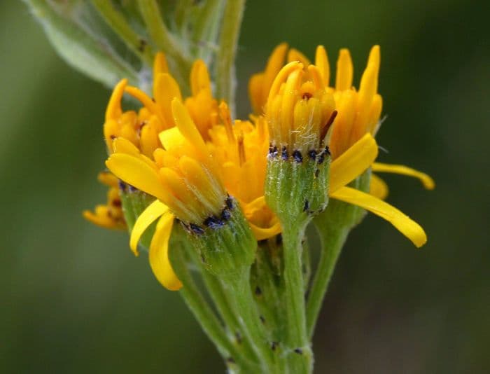 Senecio 2