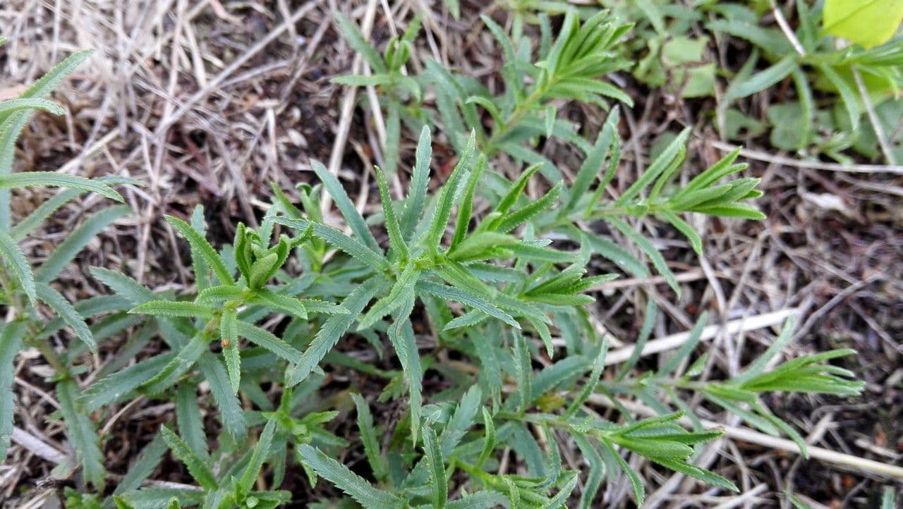Achillea erba-rotta 12