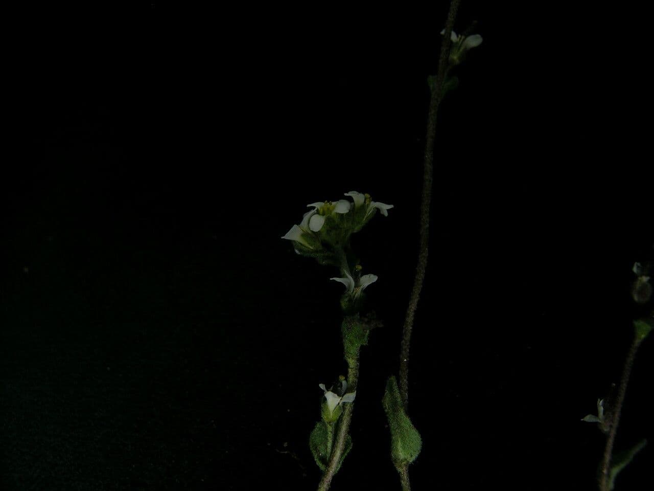 Draba