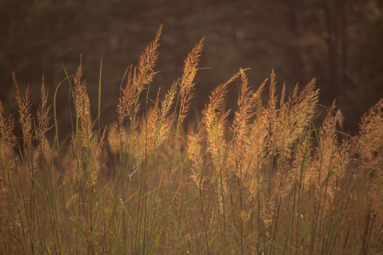 Sorghastrum nutans 13