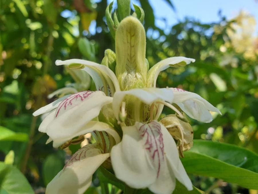 Noce di Malabar 5