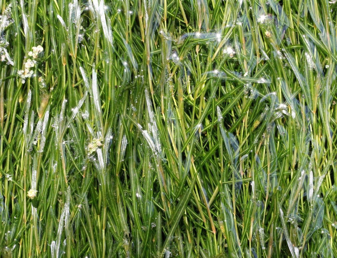 Brasca minima 9
