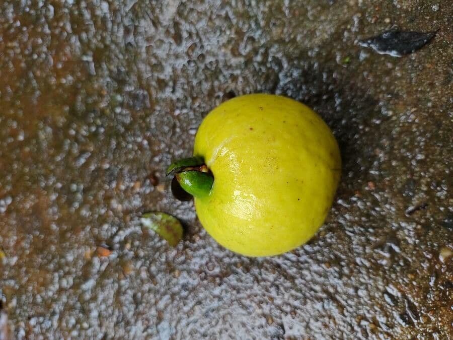 Guayaba 5