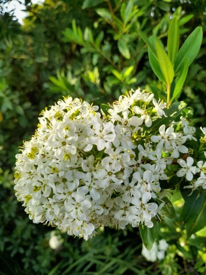 Escallonia 3