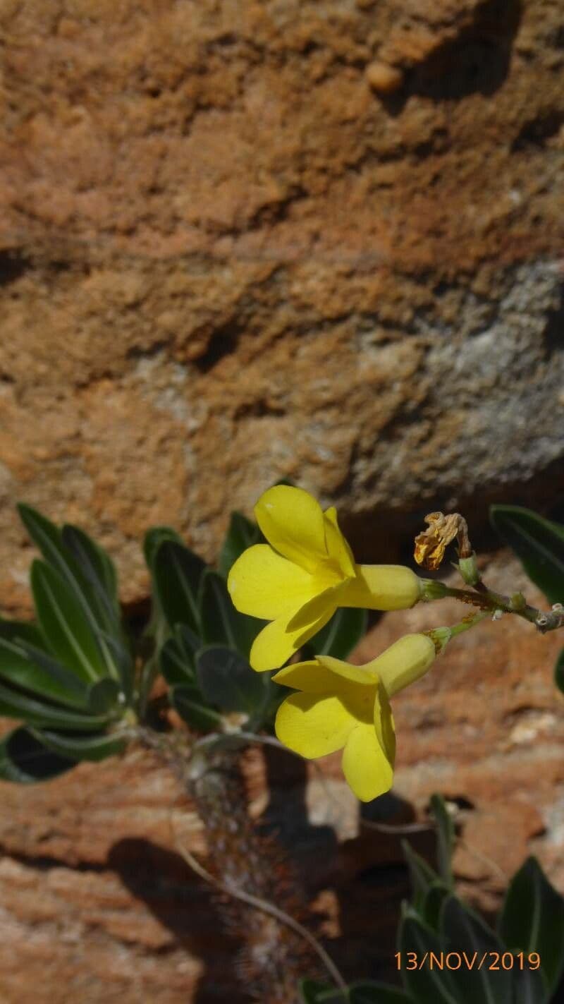 Pachypodium