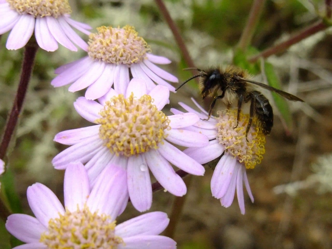 Steetz's Pericallis 2
