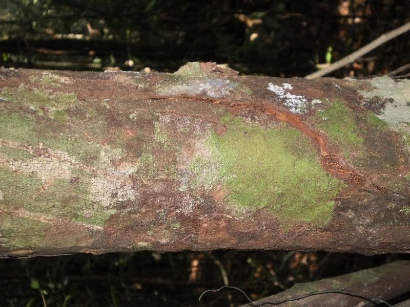 Trichilia 10