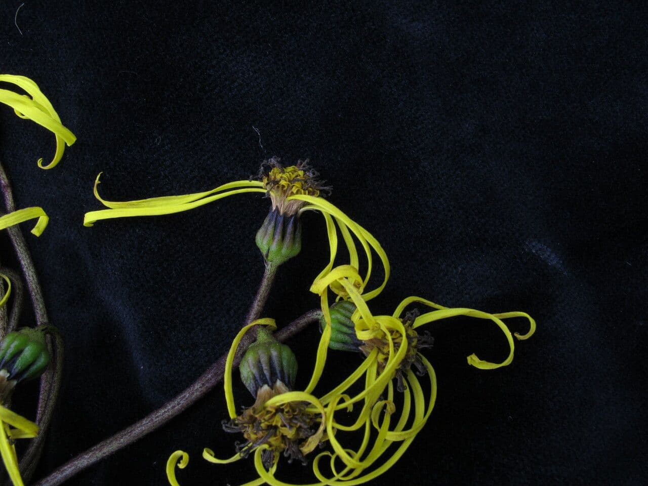 Ligularia 3