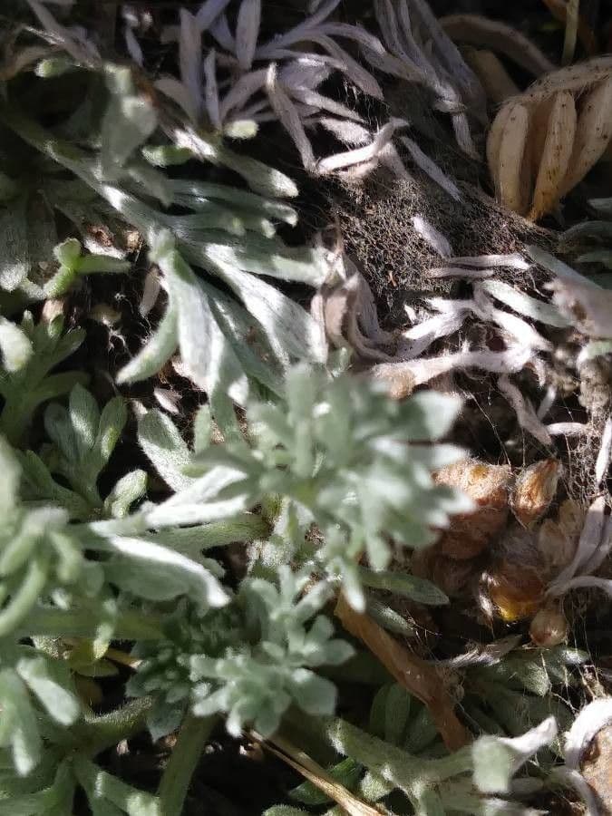 Artemisia glaciale 15