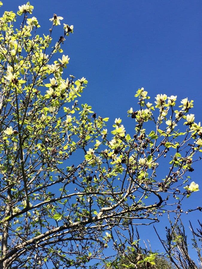 Magnolia denudata 15