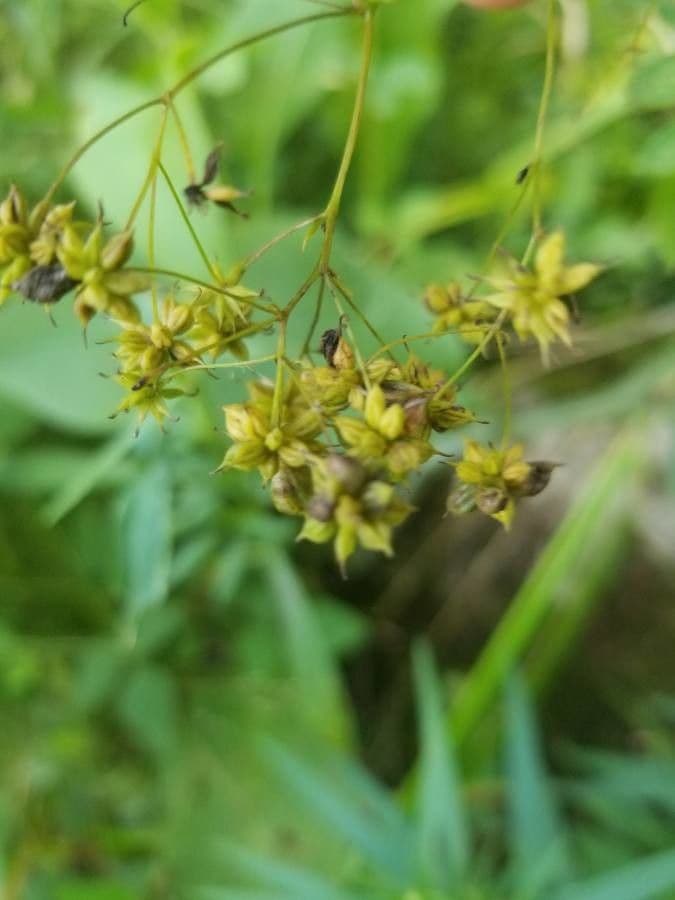 Thalictrum pubescens