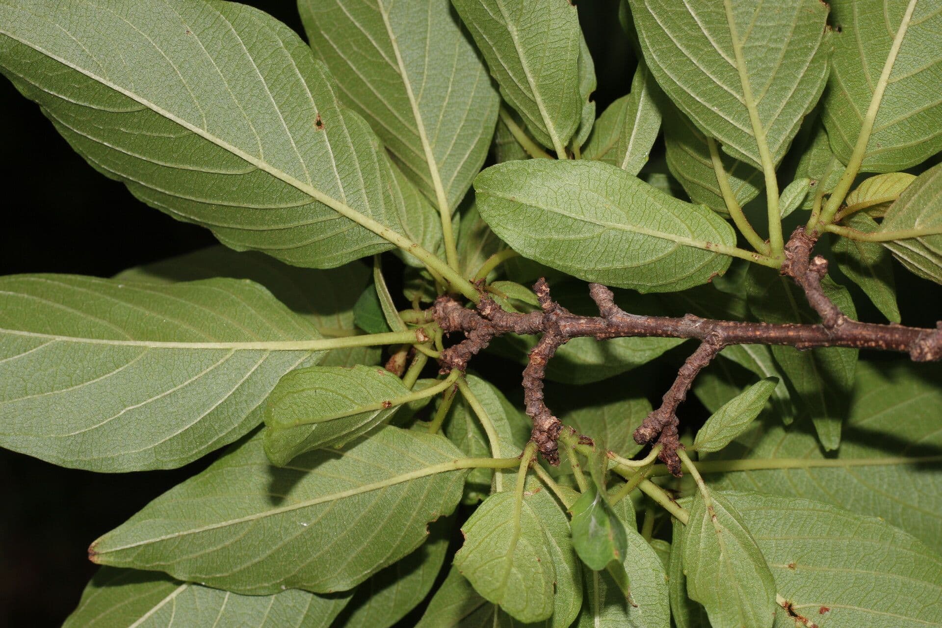 Colubrina elliptica