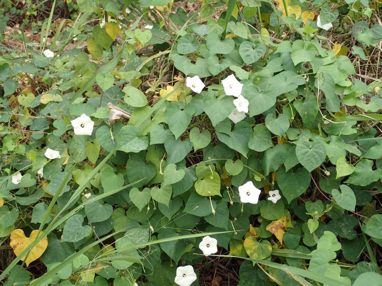 Ipomoea tmavá 15