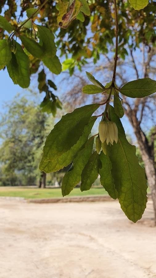Maiglöckchenbaum 11