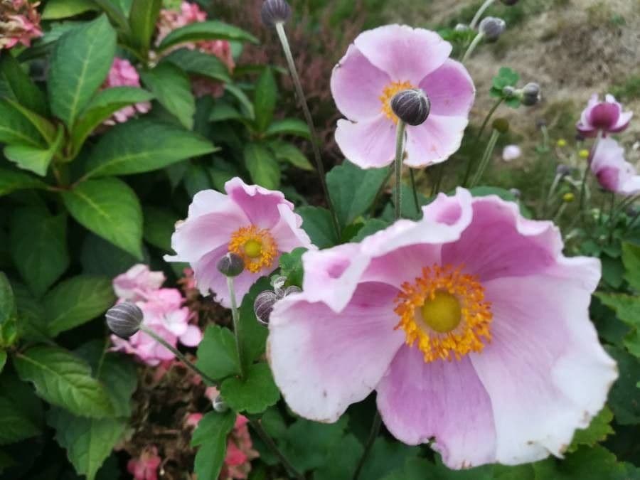 Prärie-Rose 10