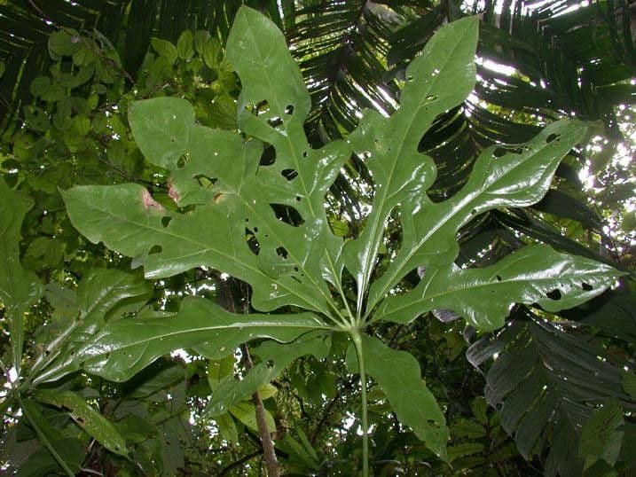 Anthurium 7
