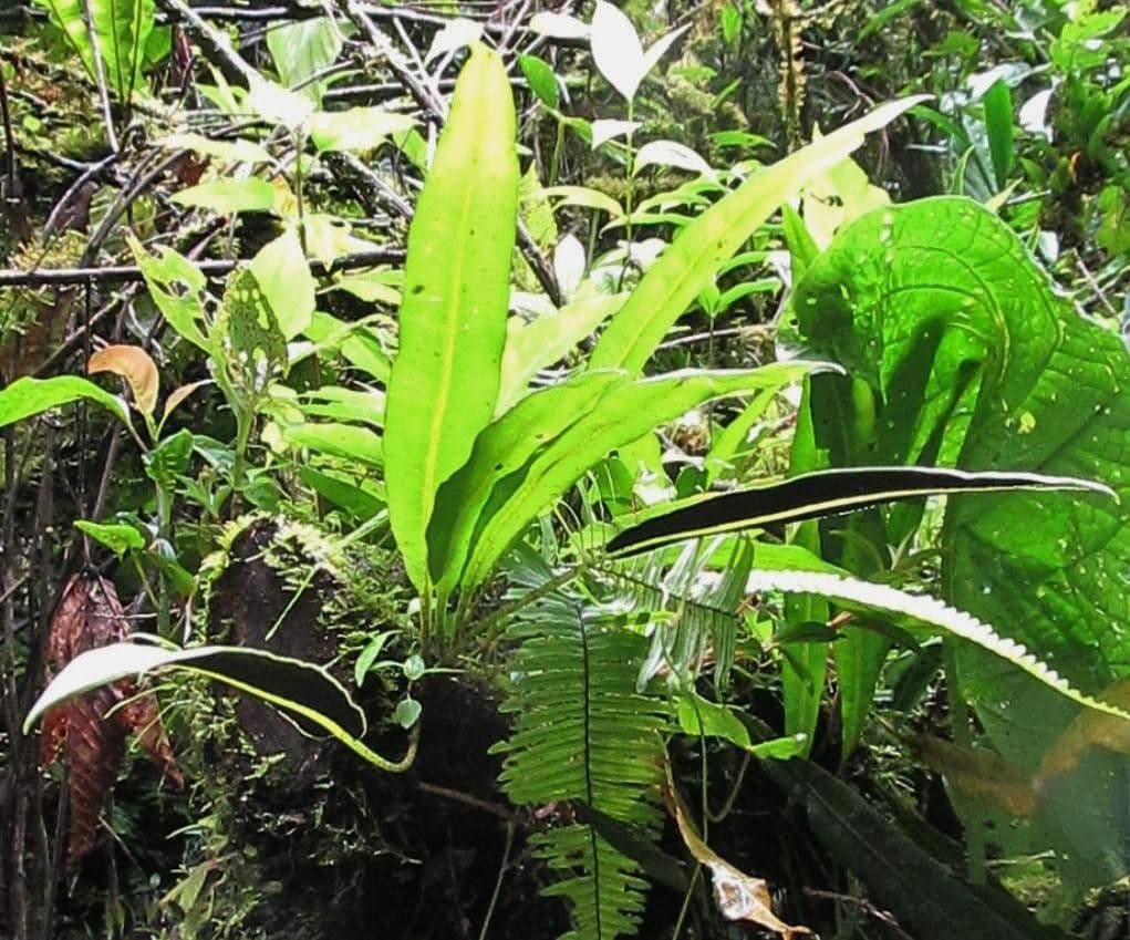 Elaphoglossum