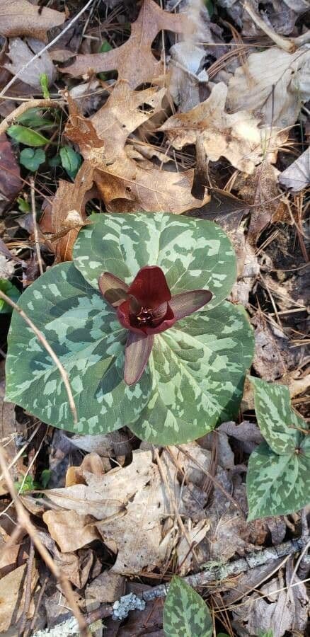 Trillium cuneatum 3